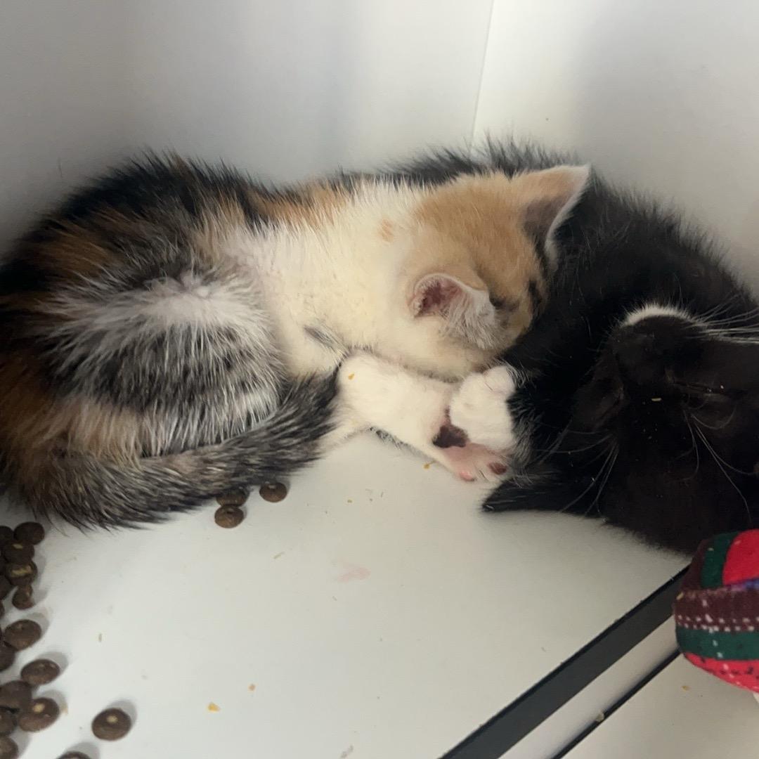 被老板压榨的牛马