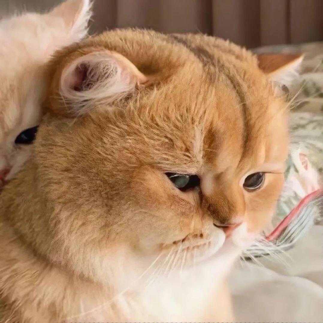 爱训练的大猫咪