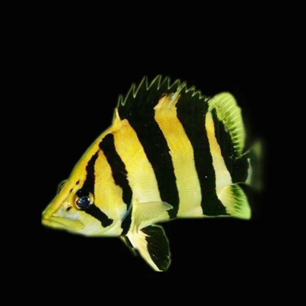 风虎云龙水族
