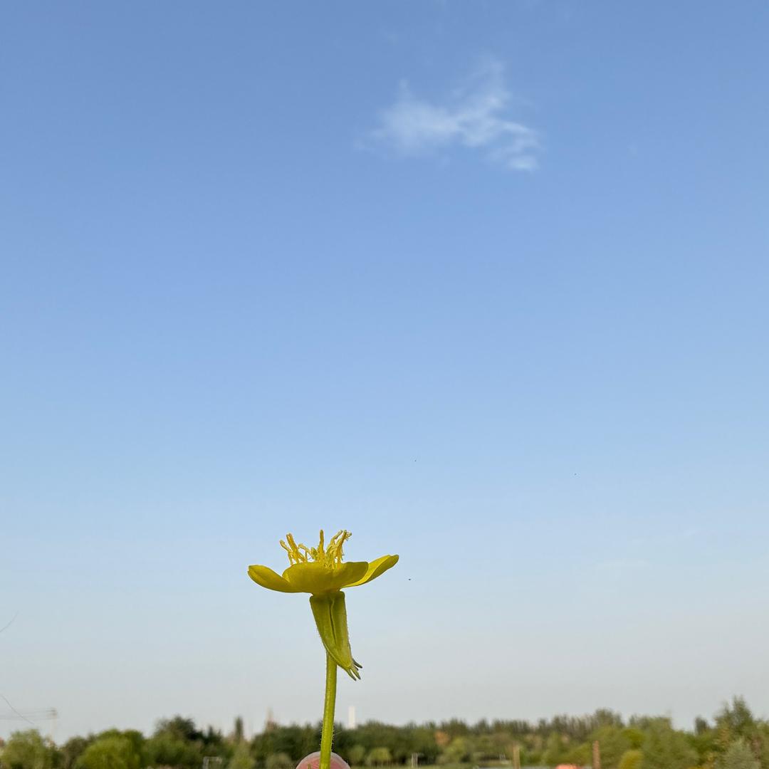 兰花豆🌸