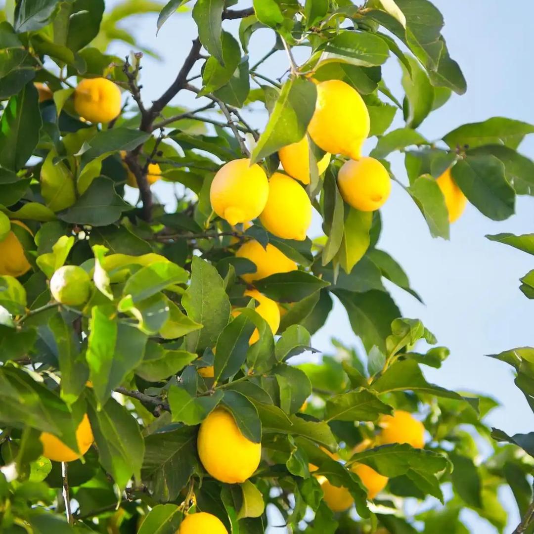 柠檬🍋