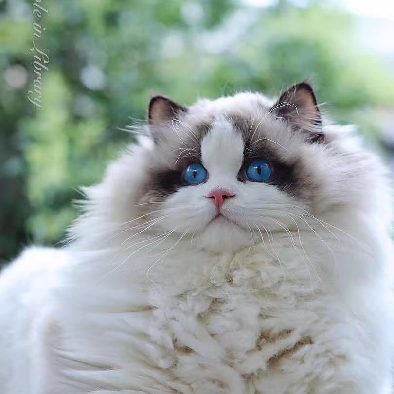 Doll小耳朵布偶猫舍