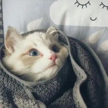 KiTiroll🐱