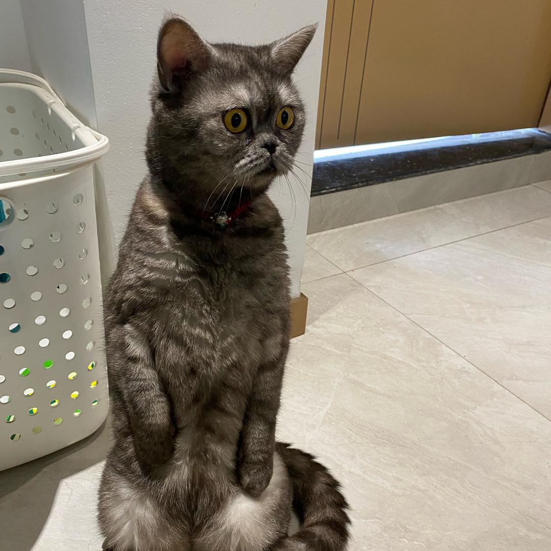 小小灰