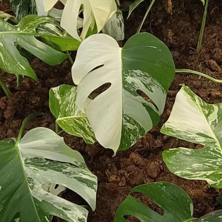 半半的热植