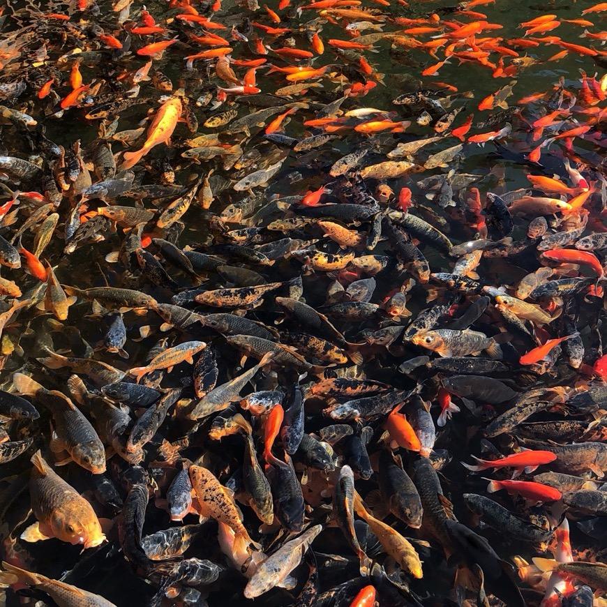 悠然自在的生活