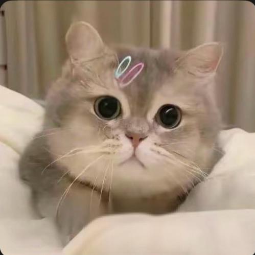 猫了个咪