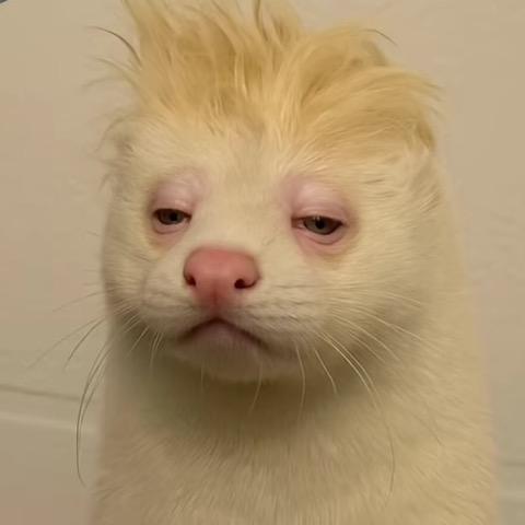 糊里糊涂😵‍💫
