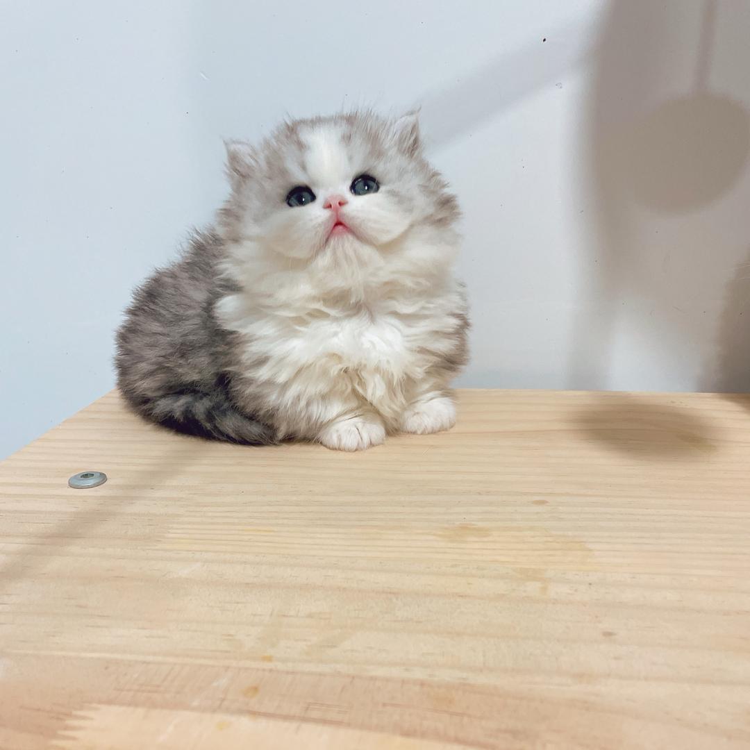 宰鼐