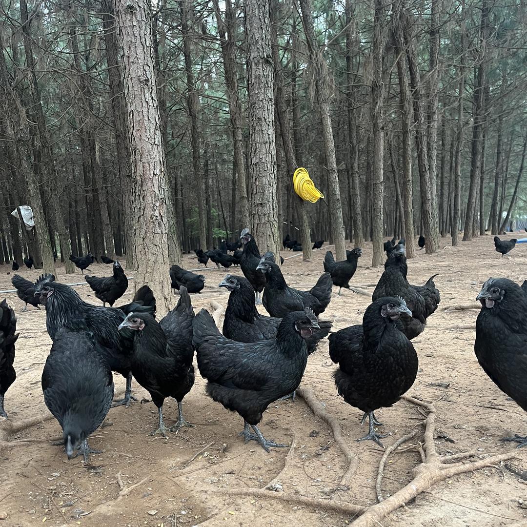 金尾巴山林散养