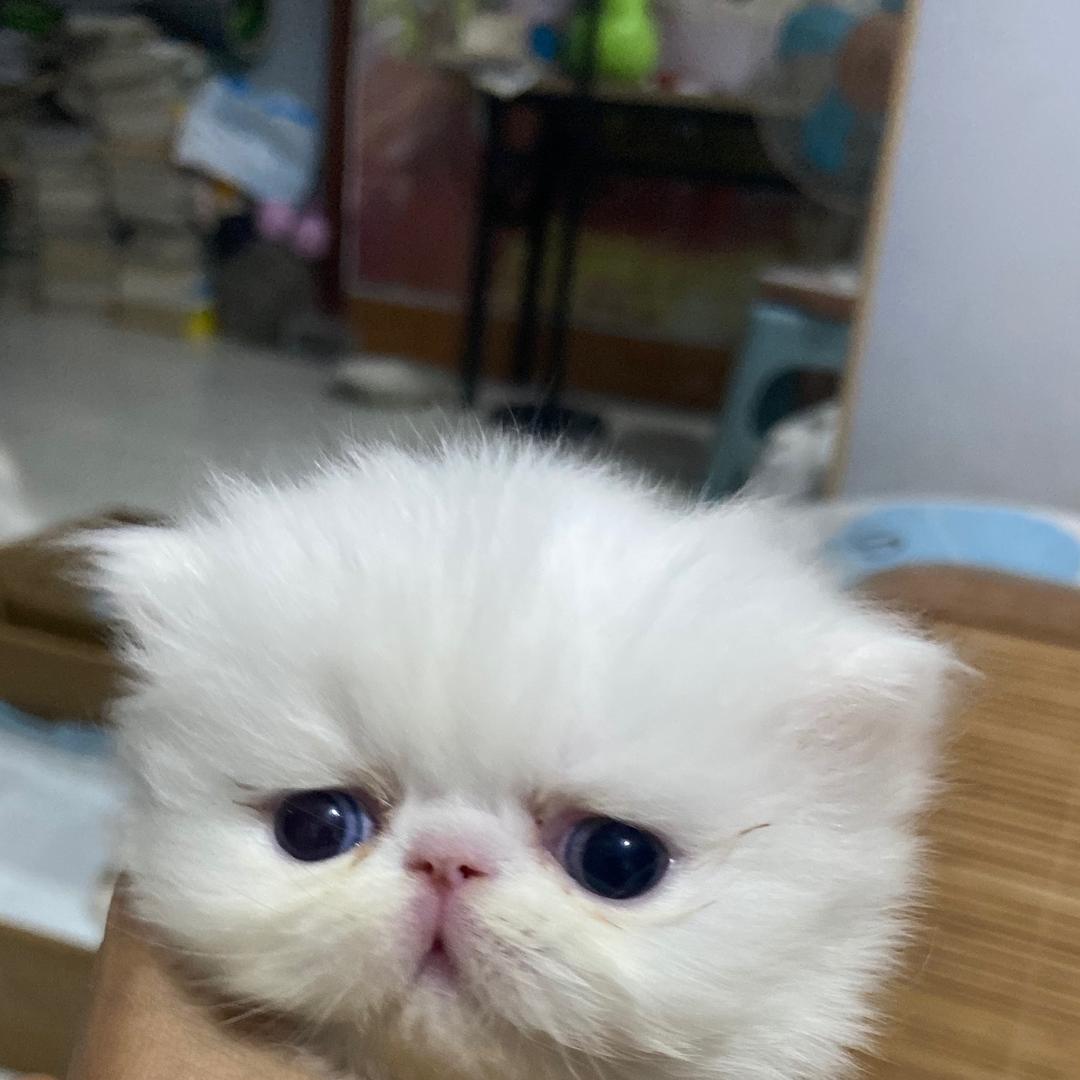汤姆猫