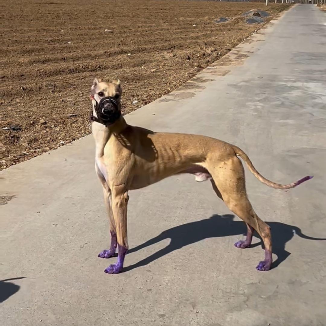 豫北 ~赞子犬业
