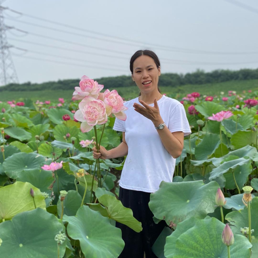 荷园小妹（盆栽荷花、睡莲）