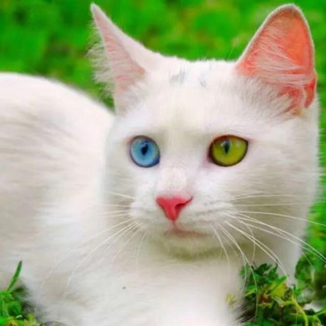 波斯猫
