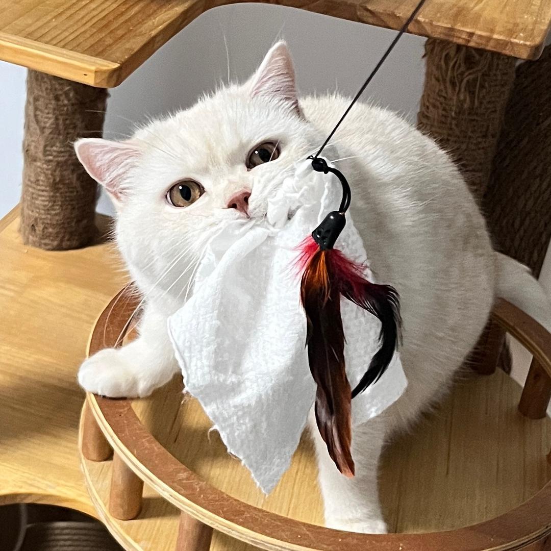 都来看我的猫
