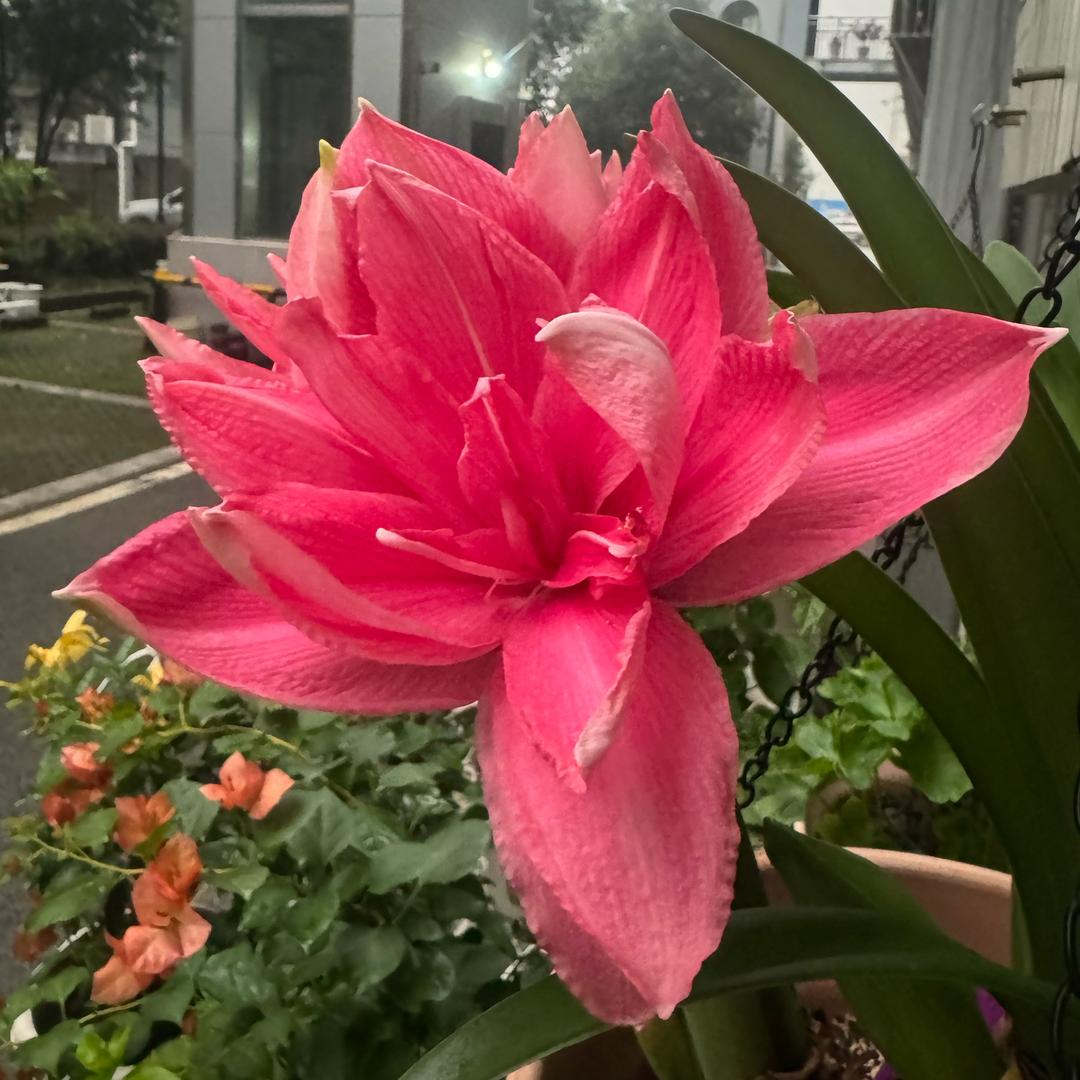 斓馨