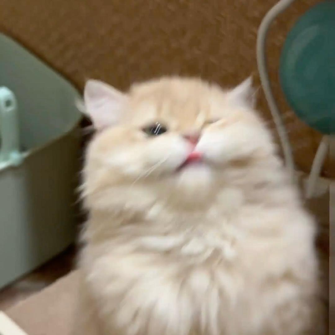 清浅