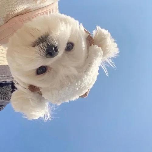 沁心如意