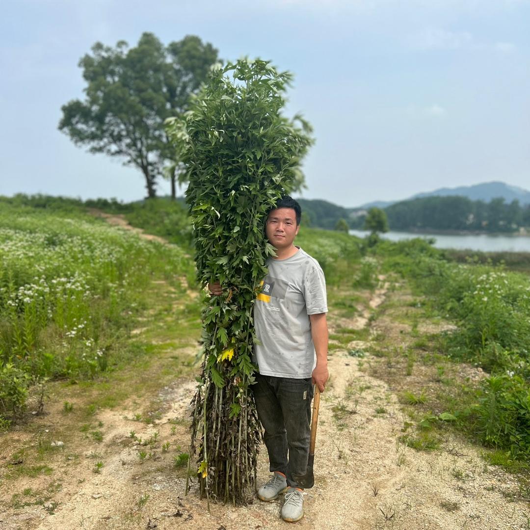 蕲迹艾草（蕲州小伙阿鹏）