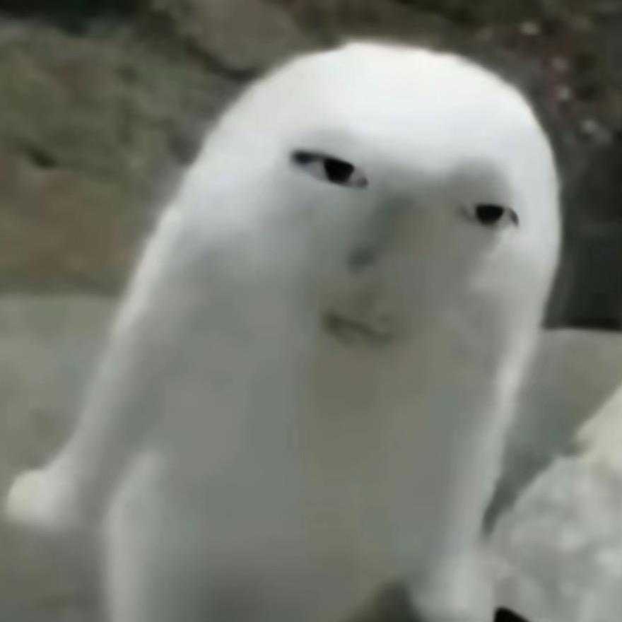 小琪大王