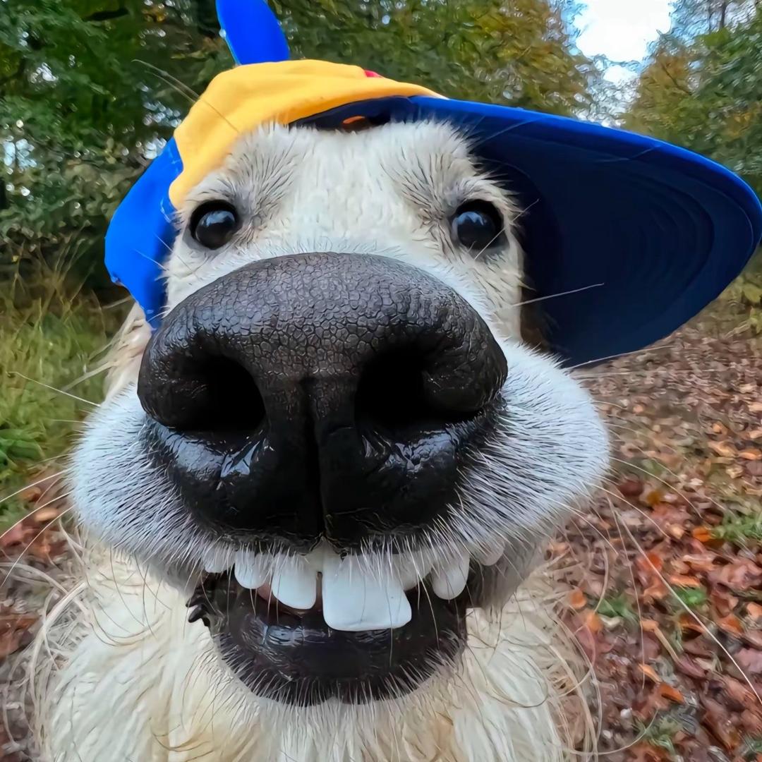 西伯利亚泰坦巨龙生吞亚特兰大迷你乌龟