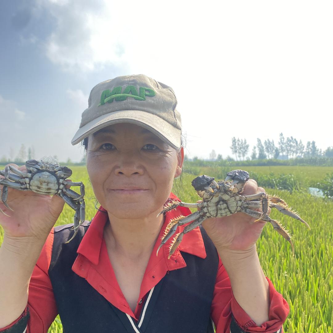 盘锦钱妈妈河蟹