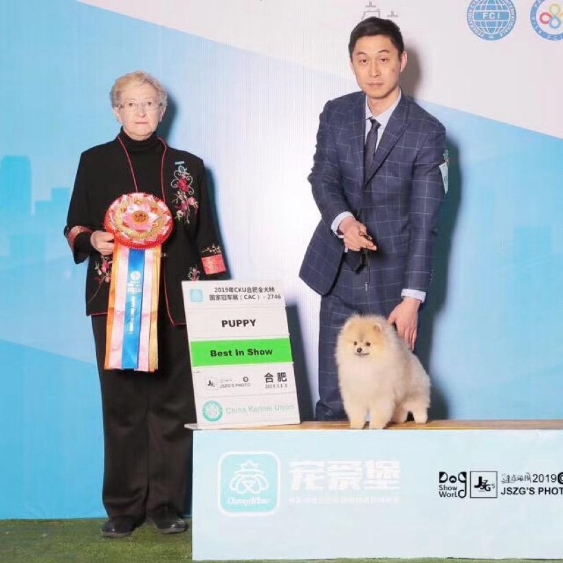 淮安金宝家博美犬，（10月8号直播）
