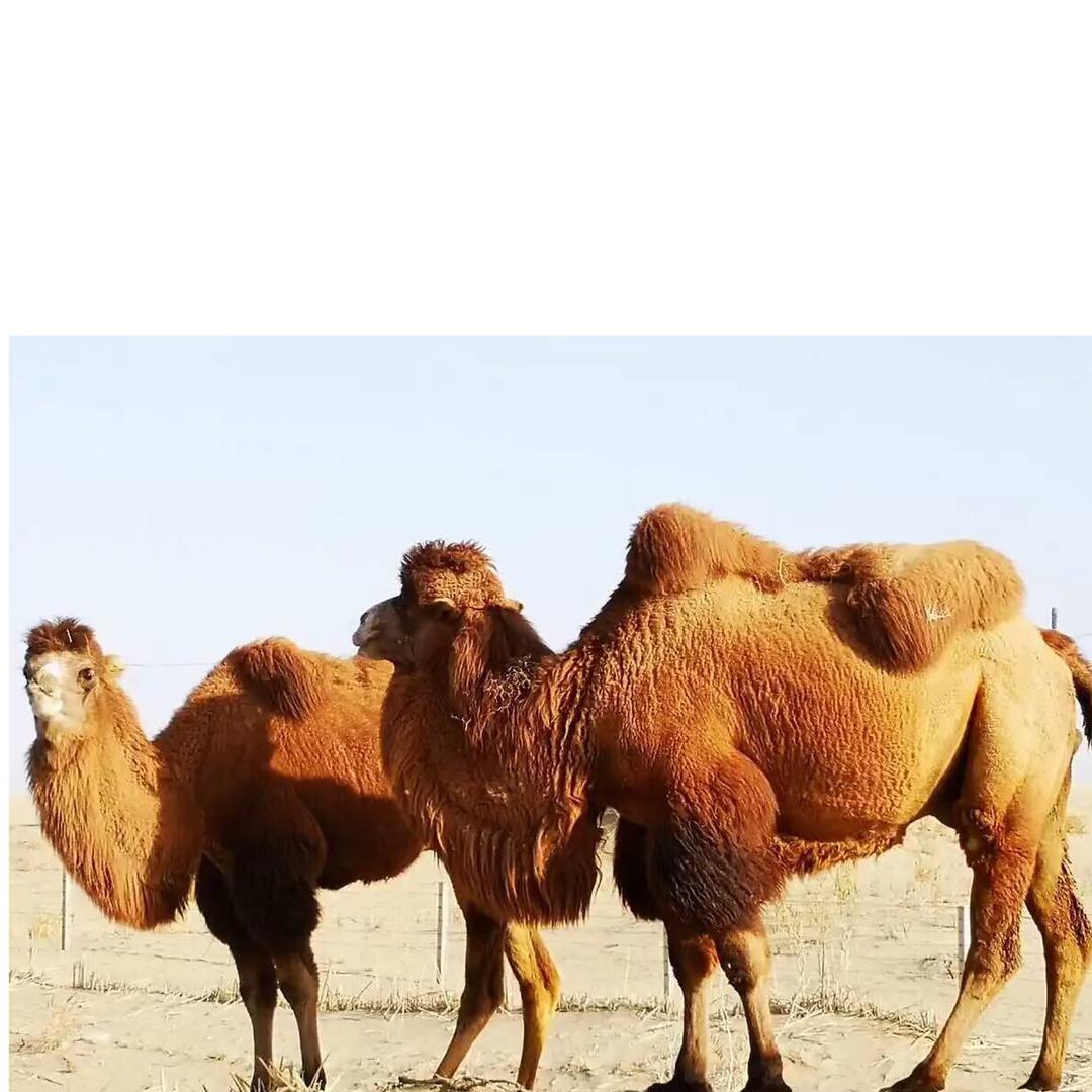 新疆原产正宗骆驼奶粉店