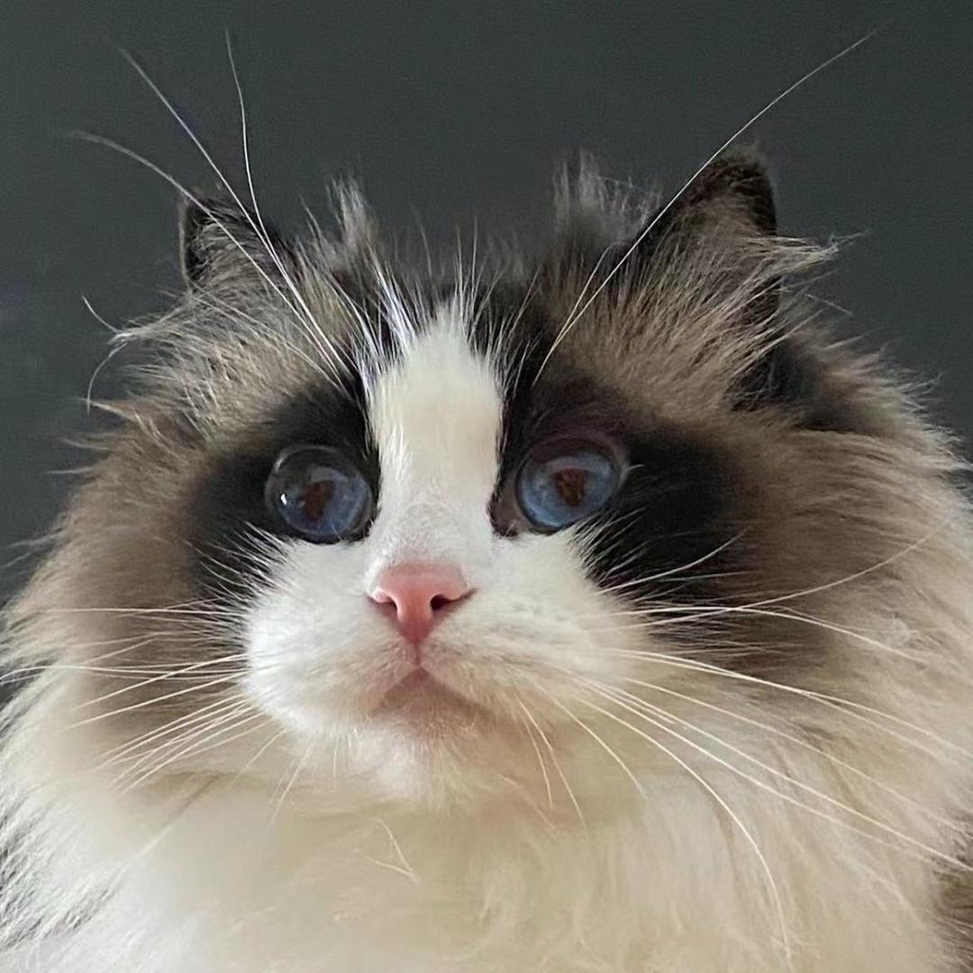 猫一天萌喵体验馆官方号