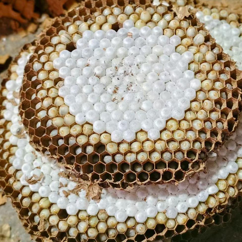 田阳蜂味🐝