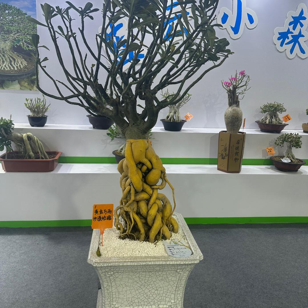 沙玫王子