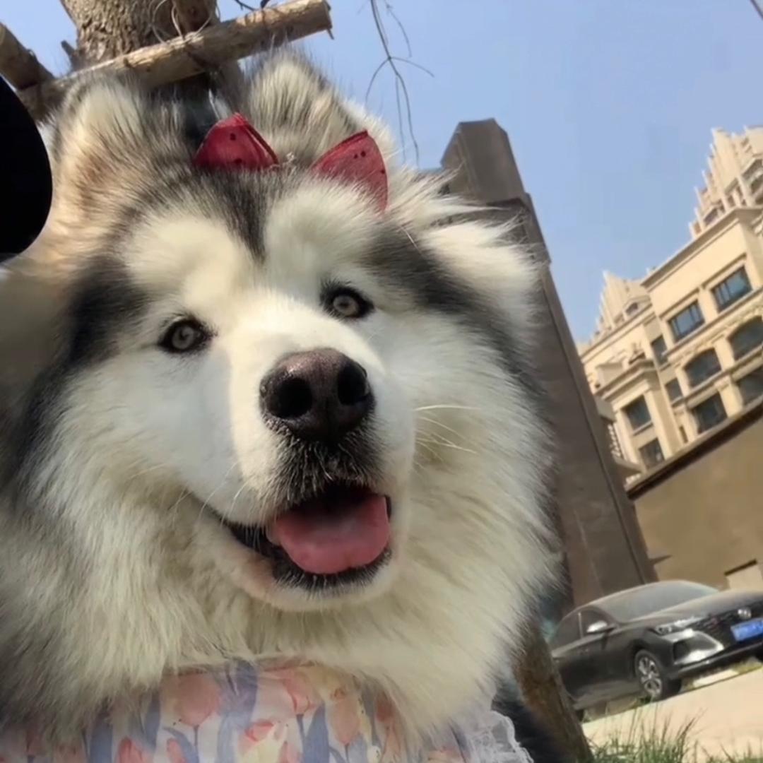 八六不撕家