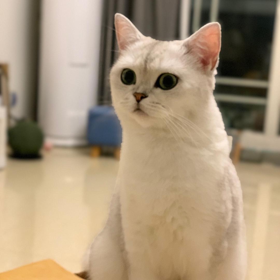 乐堡是只猫🐱