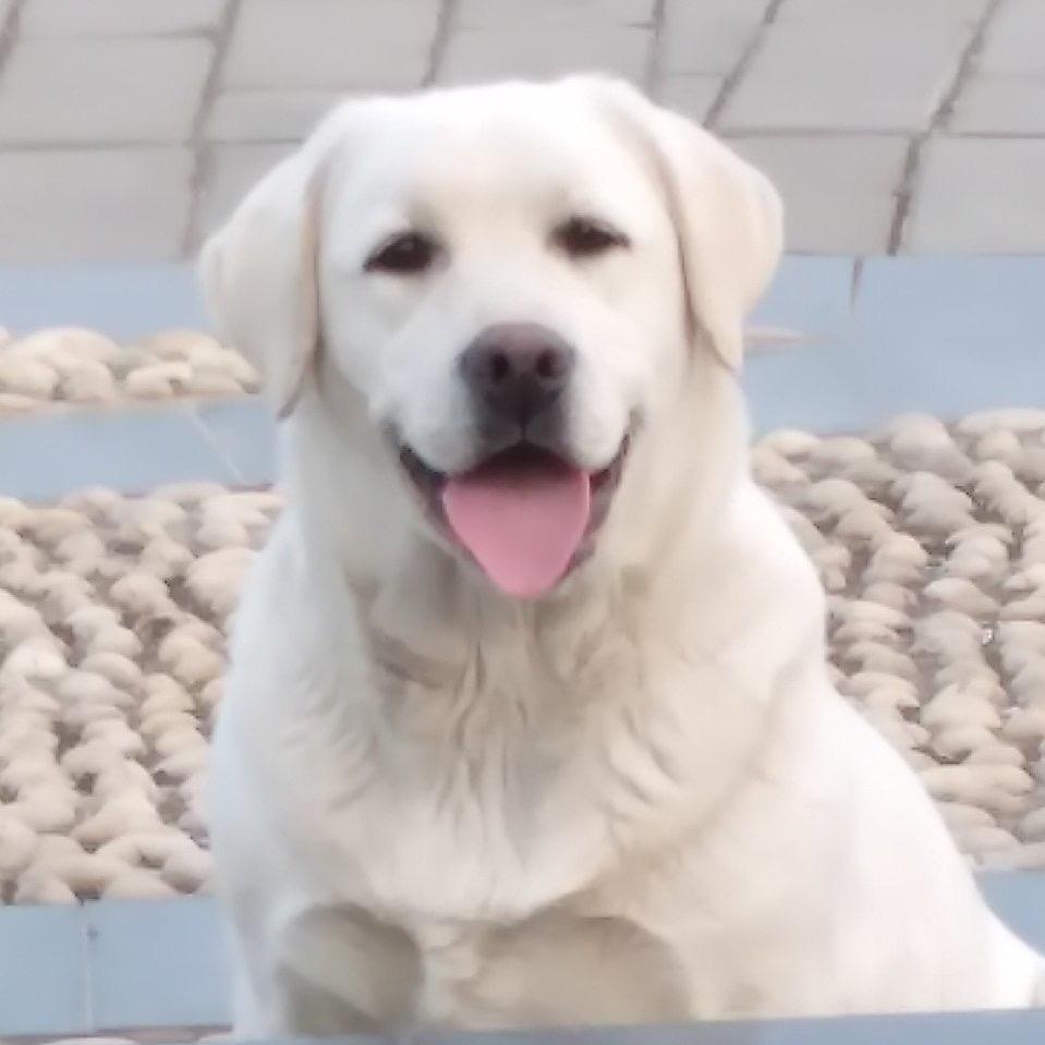 可喜乐犬舍