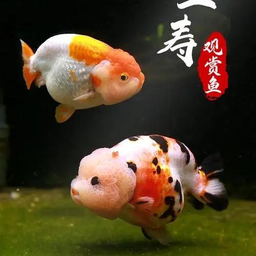 鼎源兰寿金鱼