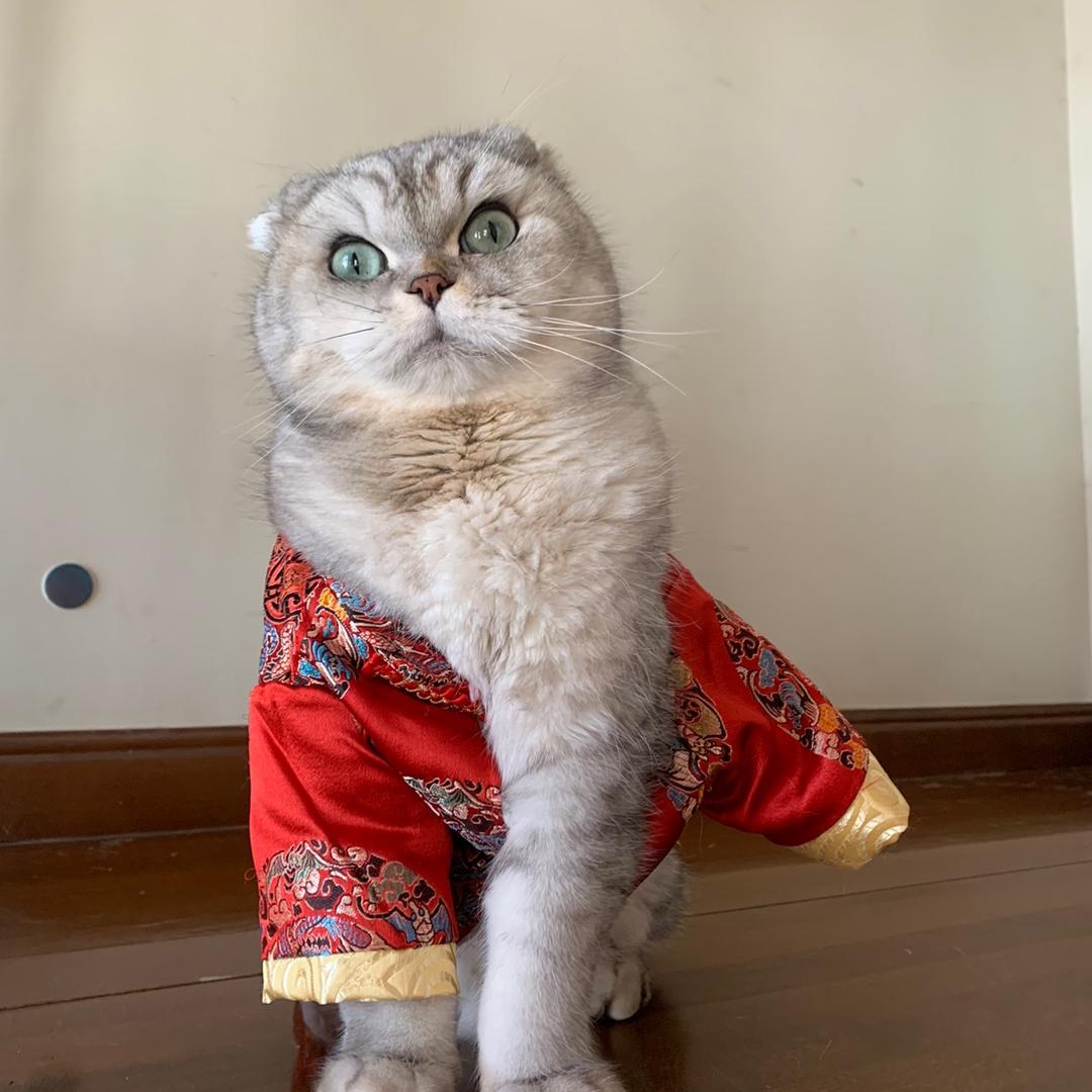 猫怼怼