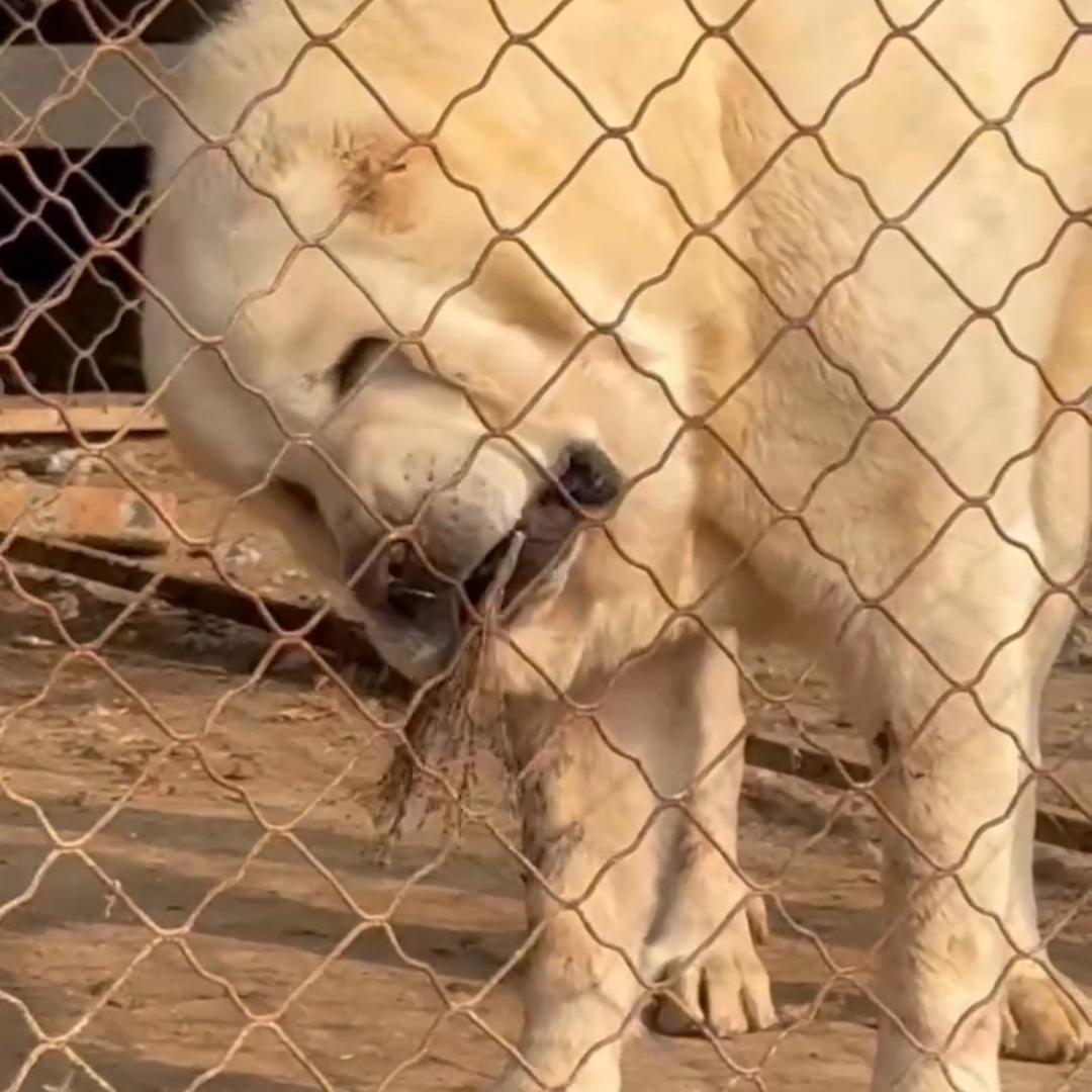 中亚牧羊犬繁殖基地