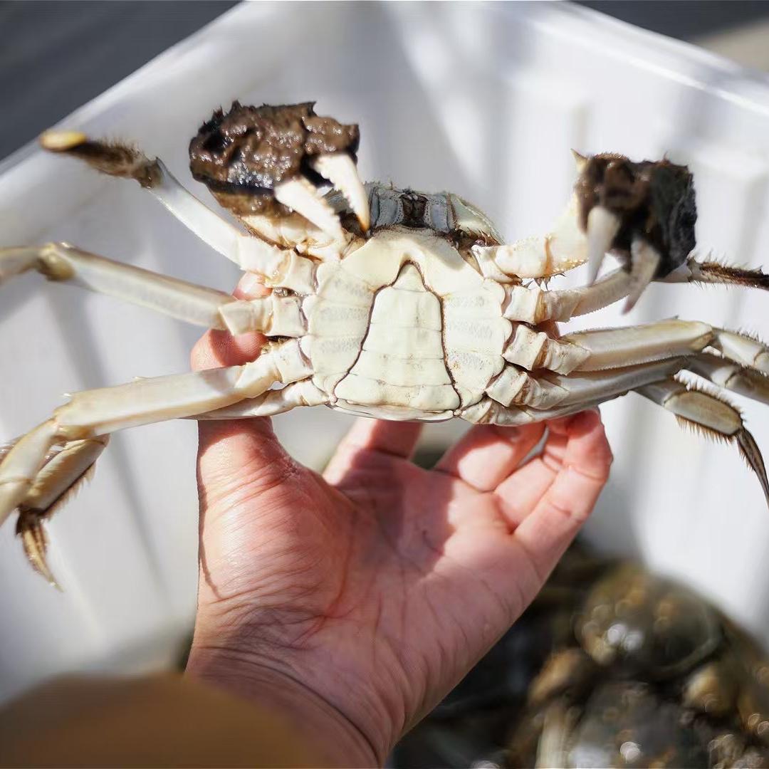 阿公阳澄生鲜