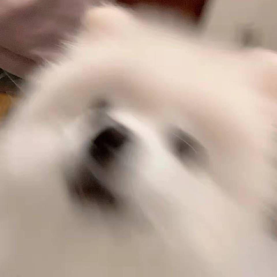 章鱼哥（读博版）