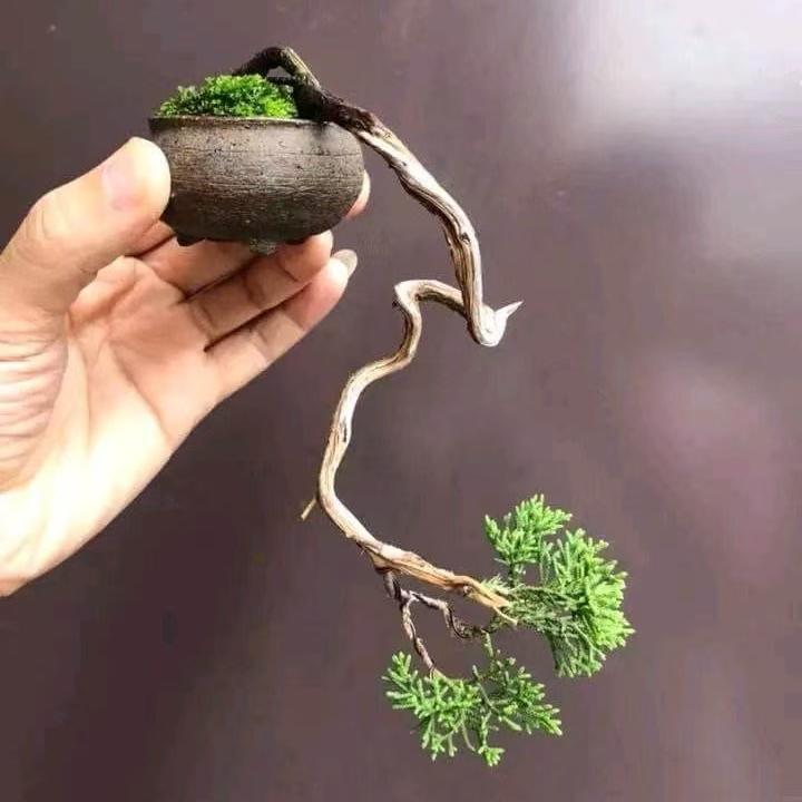 东篱花木盆栽