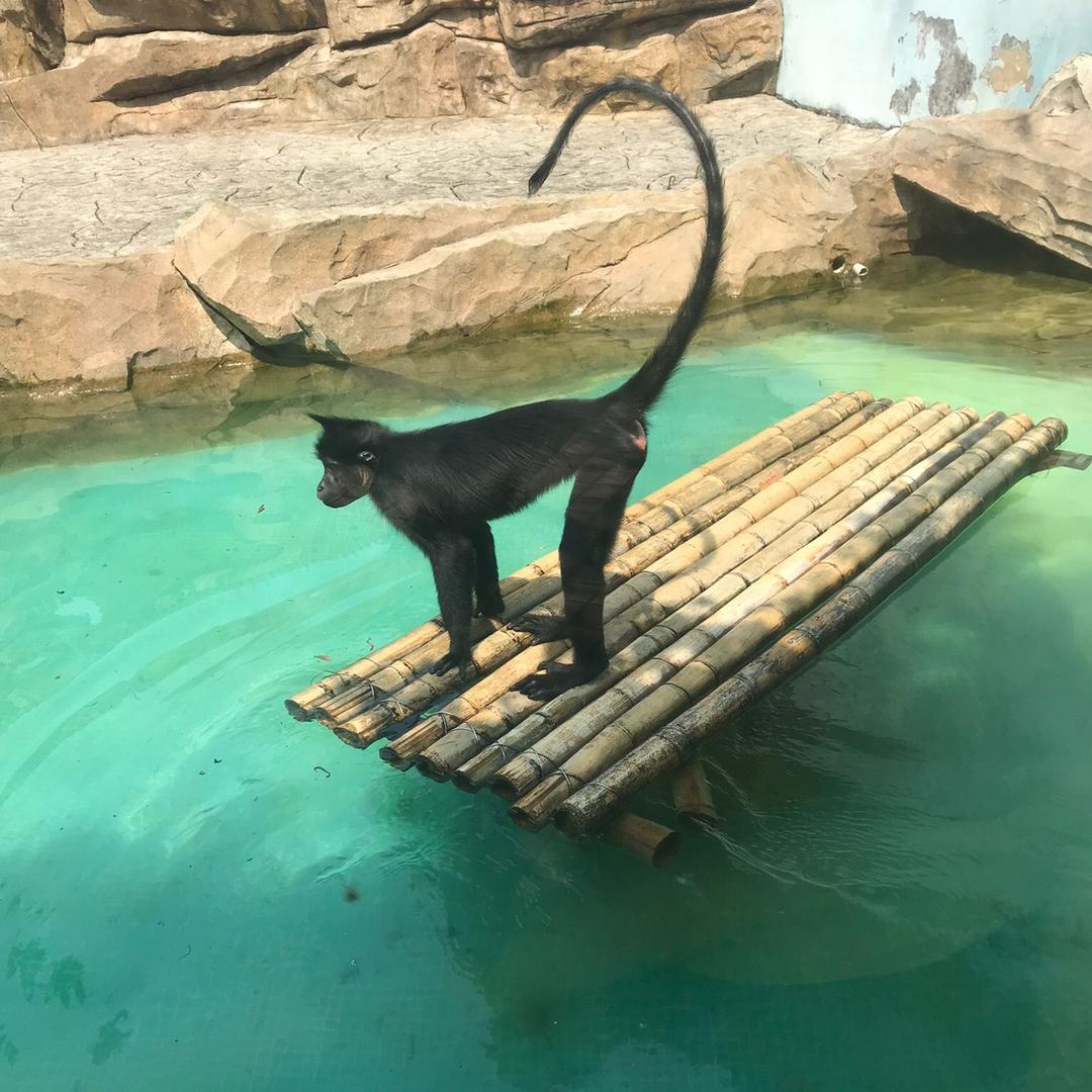 猴子