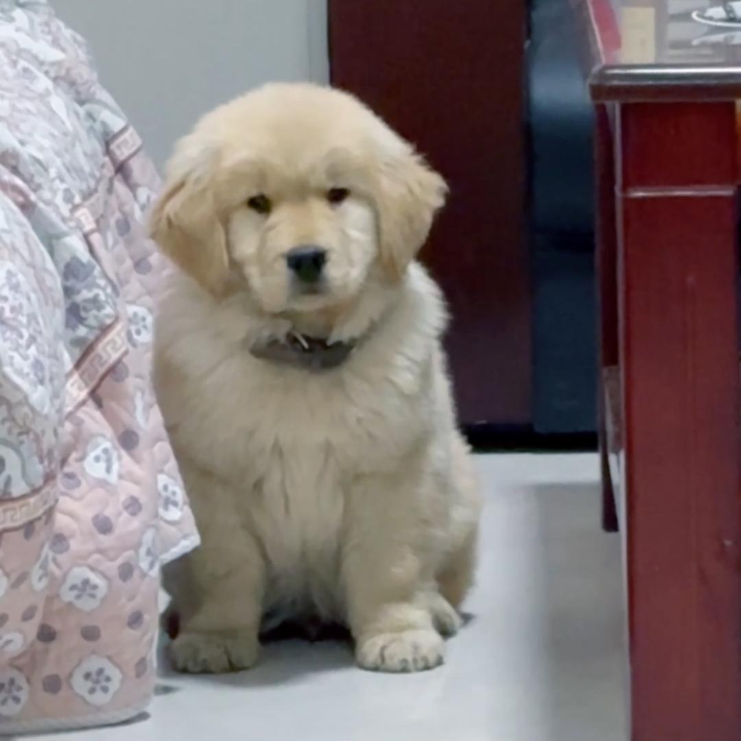 一颗糖🐶