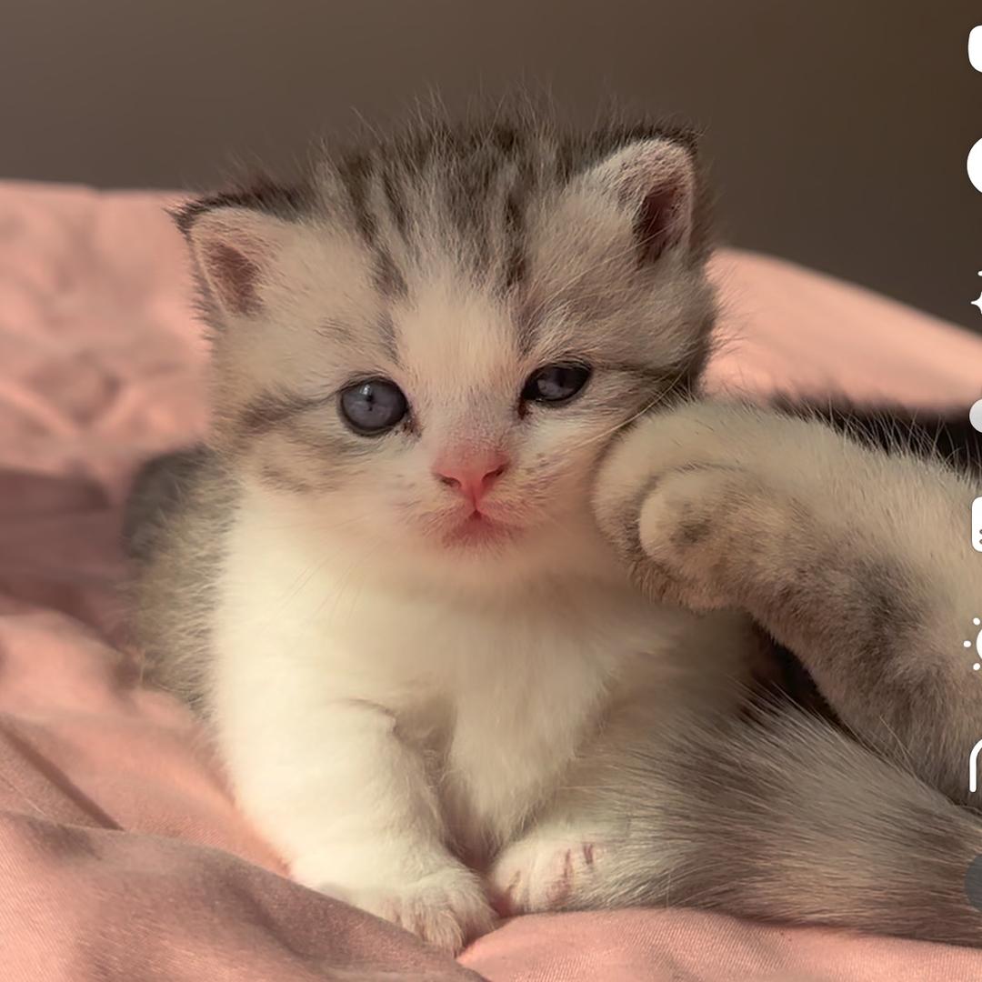 高高的矮脚猫