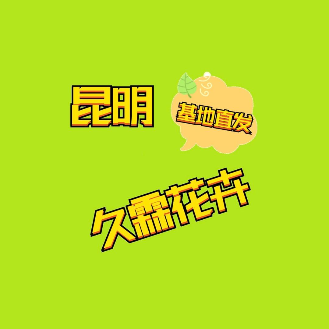昆明久霖天竺葵