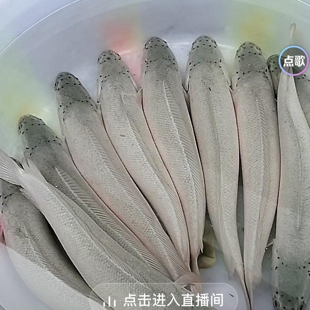 白乌鱼鳝鱼苗水产养殖