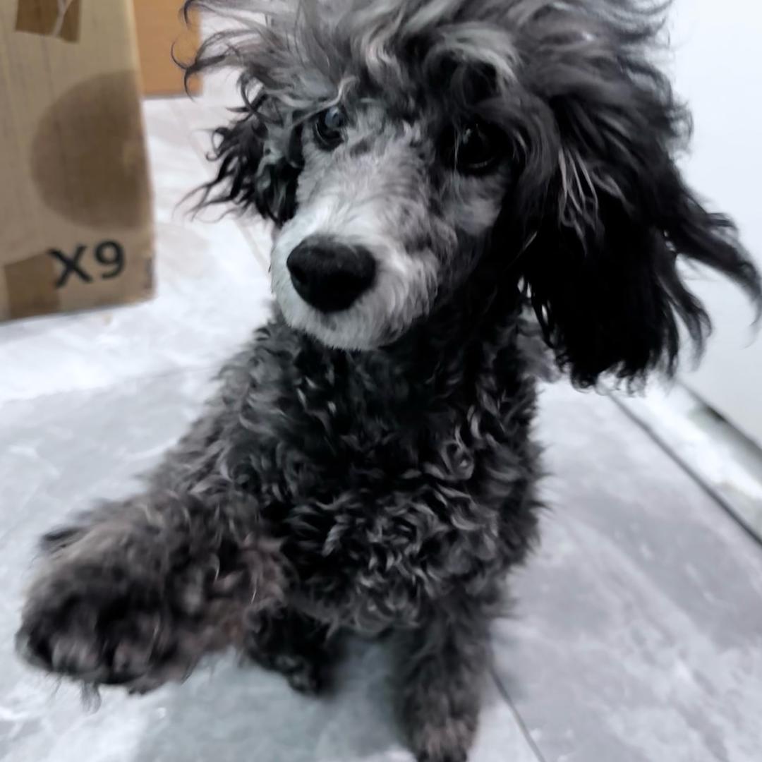 麒麟来了