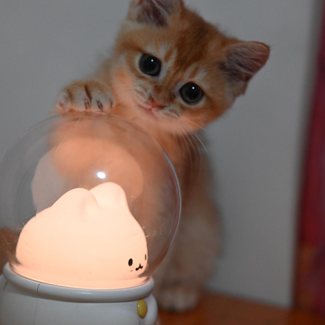 小何努力学英语