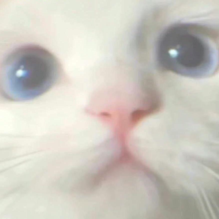 怡儿
