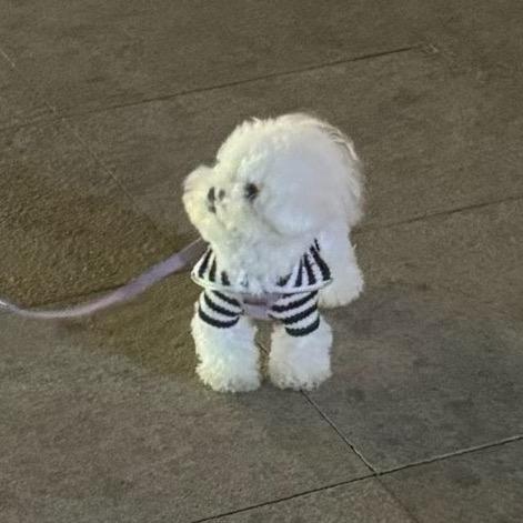 面团是只小狗
