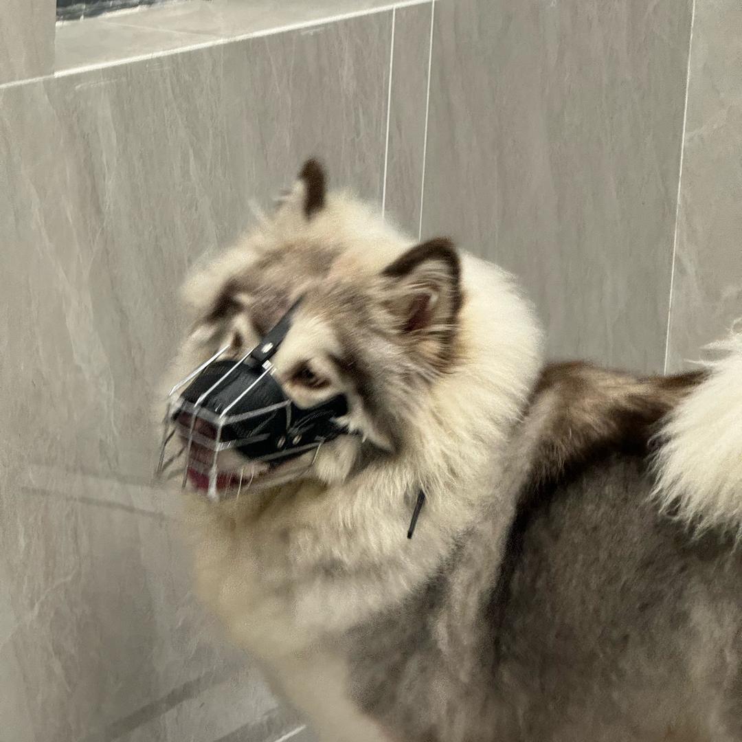 樱桃小完犊子